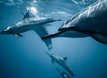 巴萨“B队”欧冠大胜，科曼为巴萨打开一扇门